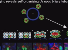 Day 2 - Hippo Signaling Pathways Day 2 - Hippo Signaling Pathways