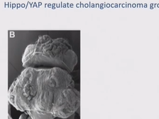 Day 2 - Targeting The Hippo Pathway Day 2 - Targeting The Hippo Pathway