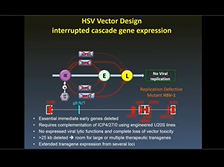 Design and Translational Application of HSV Gene Vectors in Nervous System Diseases Design and Translational Application of HSV Gene Vectors in Nervous System Diseases