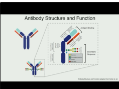 Design, Synthesis, and Application of Antibody Nucleic Acid Analogs as Novel Biopharmaceuticals Design, Synthesis, and Application of Antibody Nucleic Acid Analogs as Novel Biopharmaceuticals