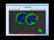 Developing Non-viral/Nanoparticle Gene Delivery for Retinal Degeneration - Muna Naash Developing Non-viral/Nanoparticle Gene Delivery for Retinal Degeneration - Muna Naash