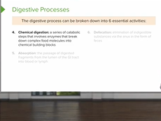 Digestive Processes