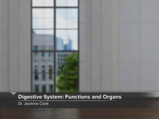 Digestive System: Functions and Organs