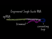 Discovery Story: Genome Engineering with CRISPR-Cas9 (Doudna, Jinek, Charpentier) Discovery Story: Genome Engineering with CRISPR-Cas9 (Doudna, Jinek, Charpentier)