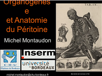 Embryologie rapide du péritoine