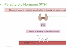 Endocrine Gland Stimuli