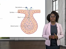 Endocrine System: Overview