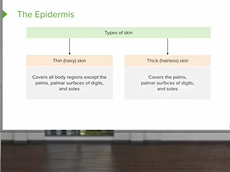 Epidermis: Cell Types and Layers