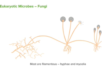 Eukaryotes: Different Types of Fungi _ Microbiology _ Lecturio