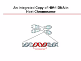 Excision of HIV-1 DNA by gene editing: in vitro, ex vivo and in vivo studies Excision of HIV-1 DNA by gene editing: in vitro, ex vivo and in vivo studies