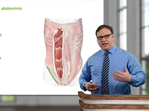 External Oblique & Rectus Abdominis Muscle - Anatomy External Oblique & Rectus Abdominis Muscle - Anatomy