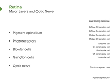 Eyeball and Retina - Brain & Nervous System Eyeball and Retina - Brain & Nervous System