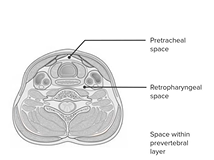 Fascial Spaces & Surgical Access to Trachea: Neck - Head and Neck Anatomy Fascial Spaces & Surgical Access to Trachea: Neck - Head and Neck Anatomy
