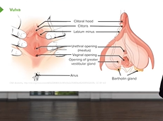 Female Reproductive Pathology: Introduction Vulva Pathology Female Reproductive Pathology: Introduction Vulva Pathology
