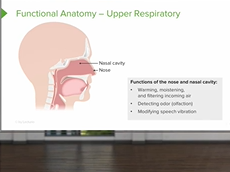 Functional Anatomy of the Respiratory System