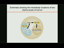 Fundamentals of T cell-based Immunotherapy - Nicholas Restifo