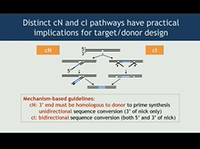 Gene Correction at Targeted DNA Nicks - Nancy Maizels