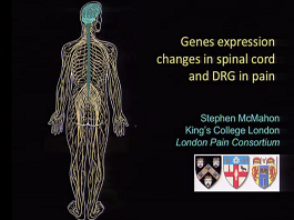 Gene expression changes in spinal cord and DRG in pain Gene expression changes in spinal cord and DRG in pain