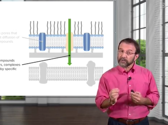Gram-Negative Solution: Lipopolysaccharide & Bacterial Structure _ Microbiology _ Lecturio