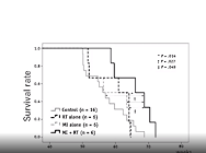 Gunma University Graduate School of Medicine Gunma University Graduate School of Medicine