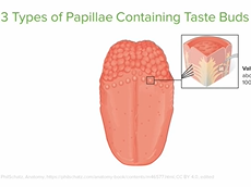 Gustation: Sense of Taste
