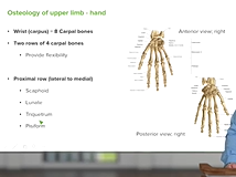 Hand: Carpal Bones & Phalanges - Anatomy Hand: Carpal Bones & Phalanges - Anatomy