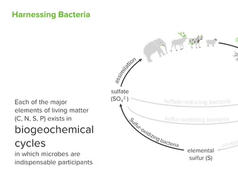 Harnessing Bacteria: Biogeochemical Cycles _ Microbiology _ Lecturio