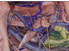 Head and Neck Anatomy for Neurosurgeons