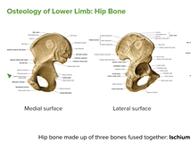 Hip Bones: Ischium, Ilium & Pubis - Anatomy Hip Bones: Ischium, Ilium & Pubis - Anatomy