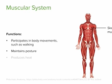 Human Organ Systems