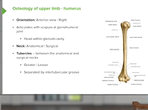 Humerus: Characteristics & Parts - Anatomy Humerus: Characteristics & Parts - Anatomy