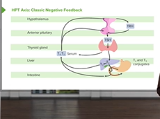 HypothalamicPituitaryThyroid Axis (HPT-Axis) HypothalamicPituitaryThyroid Axis (HPT-Axis)