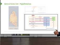 Hypothalamus & Adrenal Cortex Cell  Endocrine Pathology Hypothalamus & Adrenal Cortex Cell  Endocrine Pathology