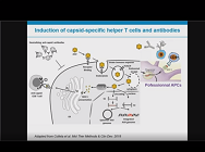 Immunological Considerations of rAAV Gene Therapy Immunological Considerations of rAAV Gene Therapy