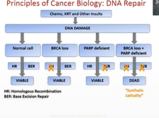 Improving outcomes in BRCA associated Breast Cancer Improving outcomes in BRCA associated Breast Cancer