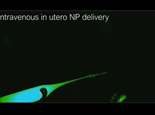 In Utero Gene Correction Mediated by PNA-Nanoparticles - Adele Ricciardi
