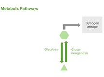 Inborn Errors of Metabolism: Metabolic Pathways - Pediatrics