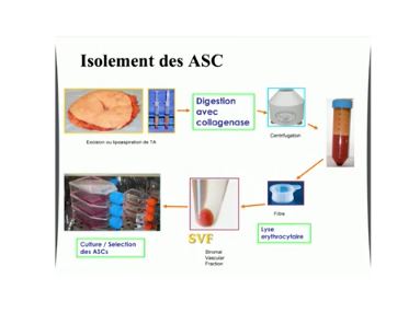 Ingéniérie tissulaire,issue de la graisse Ingéniérie tissulaire,issue de la graisse