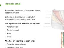 Inguinal Region & Canal - Abdomen Inguinal Region & Canal - Abdomen