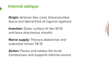 Internal Oblique Muscle - Anatomy Internal Oblique Muscle - Anatomy