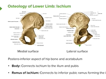 Ischium: Location, Body & Bony Landmarks - Anatomy Ischium: Location, Body & Bony Landmarks - Anatomy