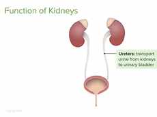 Kidneys: Function