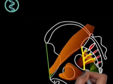 Laparoscopic Lateral Pelvic Lymph Node Dissection for Rectal Cancer