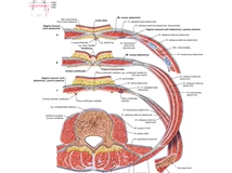 Layers of the Abdominal Wall  Anatomy Layers of the Abdominal Wall  Anatomy
