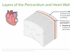 Layers of the Pericardium and Heart Wall