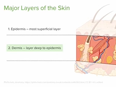 Layers of the Skin