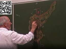 Le pancréas. Vaisseaux et nerfs (2° partie)