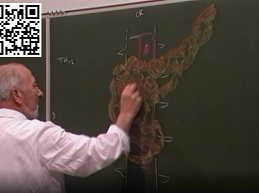 Le pancréas vaisseaux et nerfs - partie 2