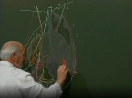 Les ligaments de lutérus