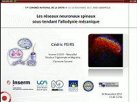 « Les réseaux neuronaux spinaux sous-tendant l’allodynie mécanique» « Les réseaux neuronaux spinaux sous-tendant l’allodynie mécanique»